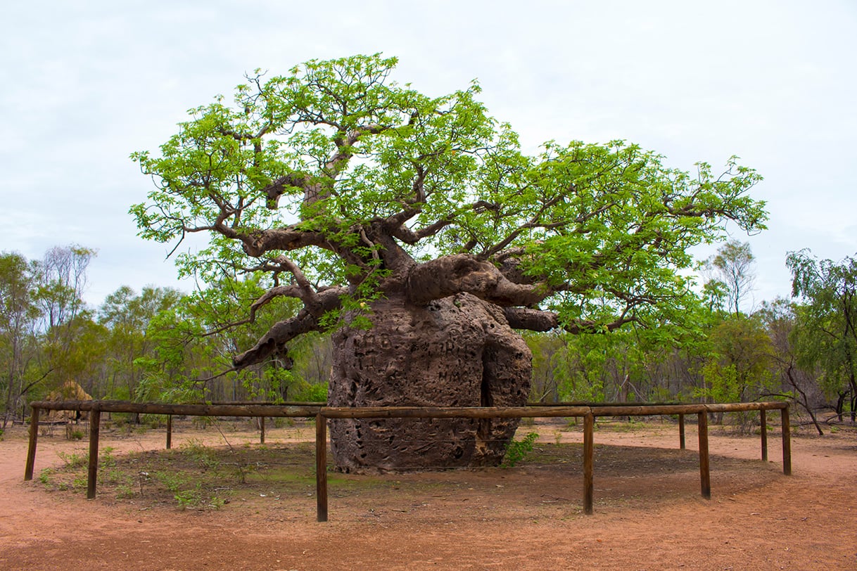 Iconic boab tree near Derby in the Kimberley Western Australia